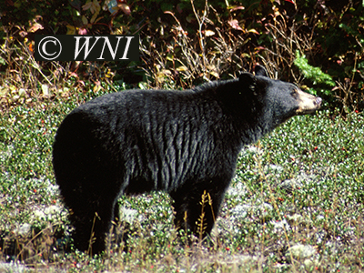 American Black Bear (Ursus americanus)